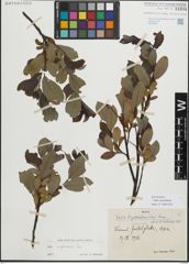 Foto von Salix myrsinifolia Salisb.